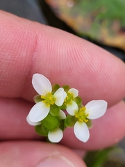Sagittaria intermedia
