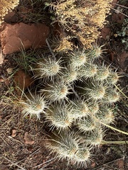 Echinocereus engelmannii fasciculatus