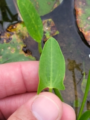 Sagittaria intermedia