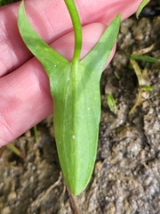 Sagittaria intermedia