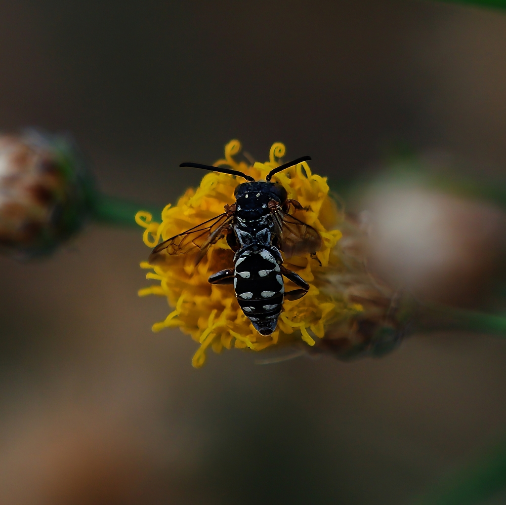 Verbesina Longhorn-Cuckoo