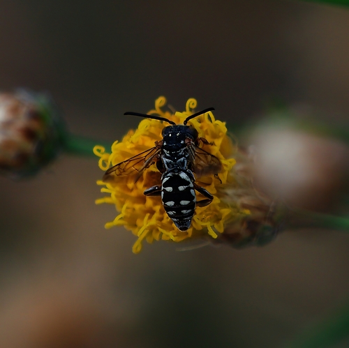 Verbesina Longhorn-Cuckoo