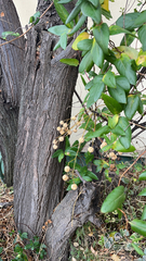 Paederia foetida