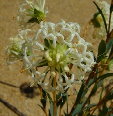 Pimelea angustifolia