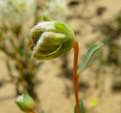 Pimelea angustifolia