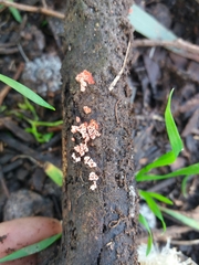 Arcyria insignis
