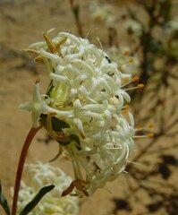 Pimelea angustifolia