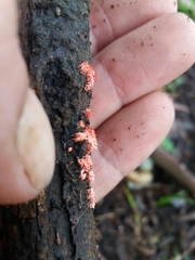Arcyria insignis