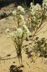Pimelea angustifolia