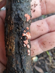 Arcyria insignis