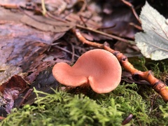 Laccaria amethysteo-occidentalis