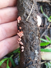 Arcyria insignis
