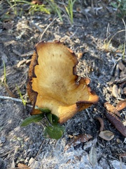 Omphalotus subilludens