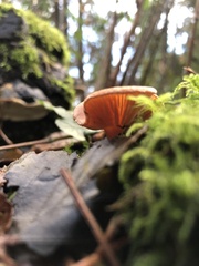 Laccaria amethysteo-occidentalis