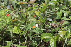 Ascia monuste orseis