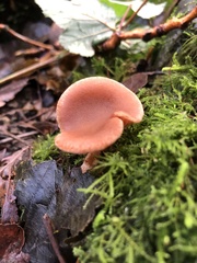Laccaria amethysteo-occidentalis