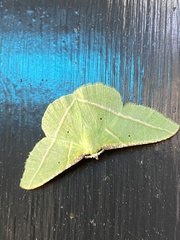 Dichorda illustraria