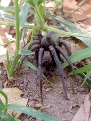 Kukulcania hibernalis