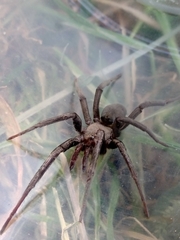 Kukulcania hibernalis