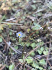 Erigeron quercifolius