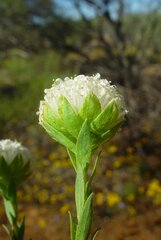 Pimelea imbricata piligera