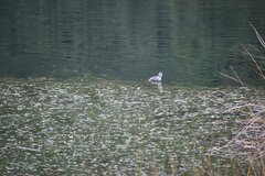 Fulica ardesiaca