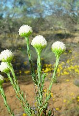 Pimelea imbricata piligera