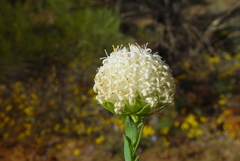 Pimelea imbricata piligera