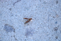 Polistes arizonensis