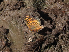 Phyciodes graphica graphica