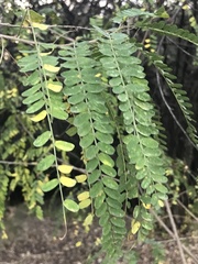 Eysenhardtia polystachya