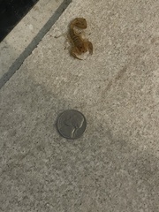 Centruroides testaceus