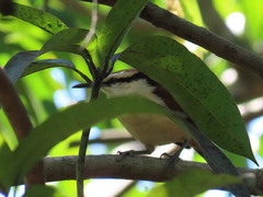 Campylorhynchus chiapensis