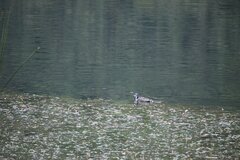Fulica ardesiaca