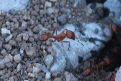 Pogonomyrmex maricopa