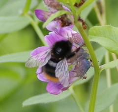 Bombus wurflenii