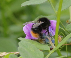 Bombus wurflenii