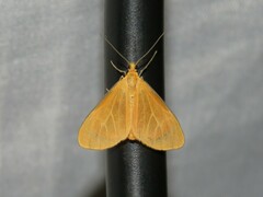 Eudulini