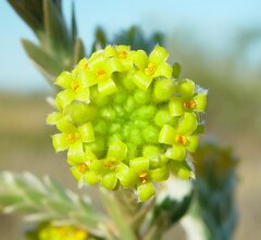 Pimelea ammocharis