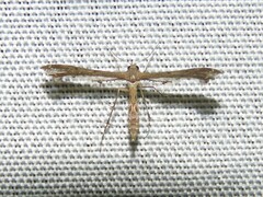 Michaelophorus indentatus