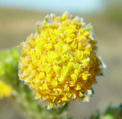 Pimelea ammocharis