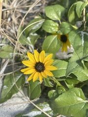 Helianthus debilis