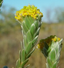 Pimelea ammocharis