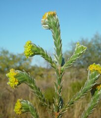 Pimelea ammocharis