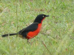 Laniarius erythrogaster