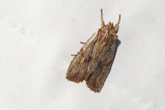 Lithophane petulca