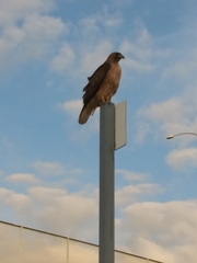 Buteo jamaicensis calurus