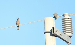 Melanerpes