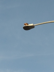 Buteo jamaicensis calurus