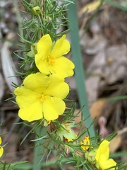 Hibbertia fasciculata